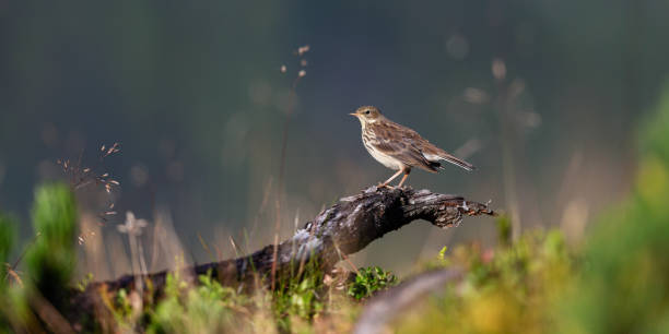 Close-up of a meadow pipit perched on a bark