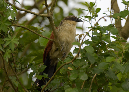 The white-browed coucal or lark-heeled cuckoo (Centropus superciliosus), is a species of cuckoo in the family Cuculidae. It is found in sub-Saharan Africa. It inhabits areas with thick cover afforded by rank undergrowth and scrub, including in suitable coastal regions. Burchell's coucal is sometimes considered a subspecies.