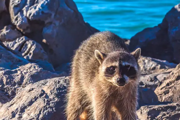 raccoon on the rocks of Miramar beach in Tampico Madero, Tamaulipas