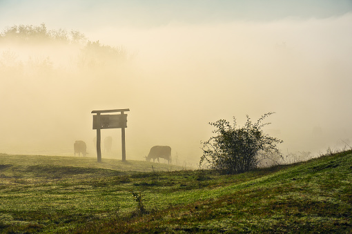 Morning fog in the meadow with cows in the foreground. Autumn sunrise. Nature of Ukraine