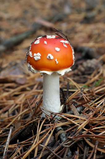 A young fly agaric mushroom grows in a coniferous forest