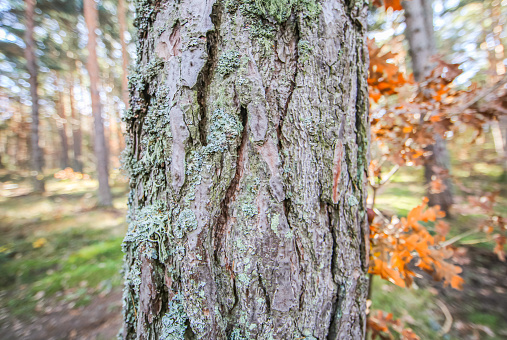 Tree trunk close up with a forest background