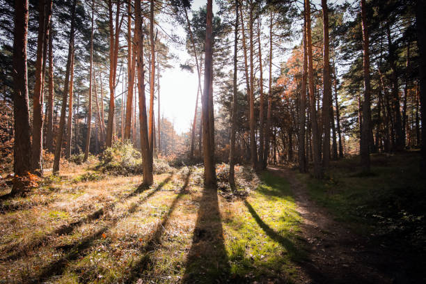 Multiple tall trees in large forest at sunset
