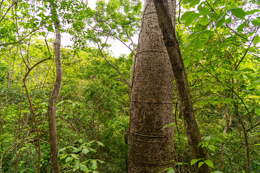 Giant Ceiba trees in a jungle forest