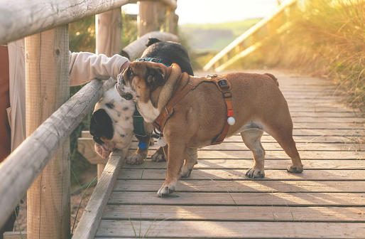 A  man playing with his dogs in the park