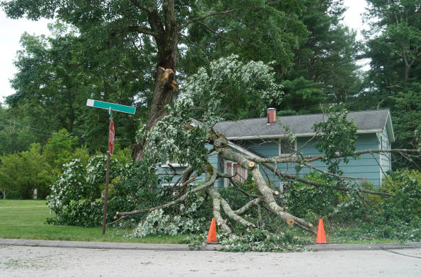 istock fallen tree in the storm in the yard 1917626599