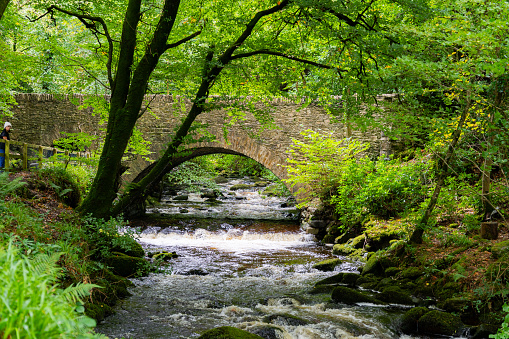 Rushing stream amidst lush green trees with stone bridge in the background in Ireland