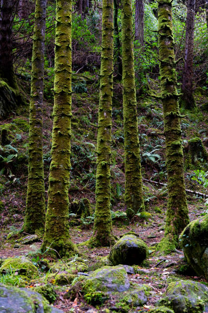 istock Beautiful group of trees covered in moss with a soft and magical light falling on them in a forest in Ireland 1917641801