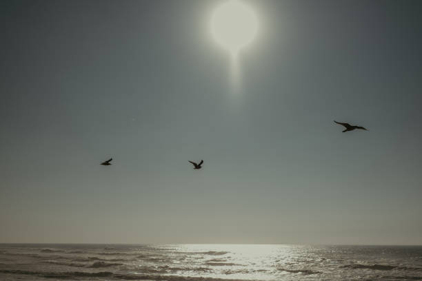 istock three birds flying above the ocean under a full moon over the water 1917644427