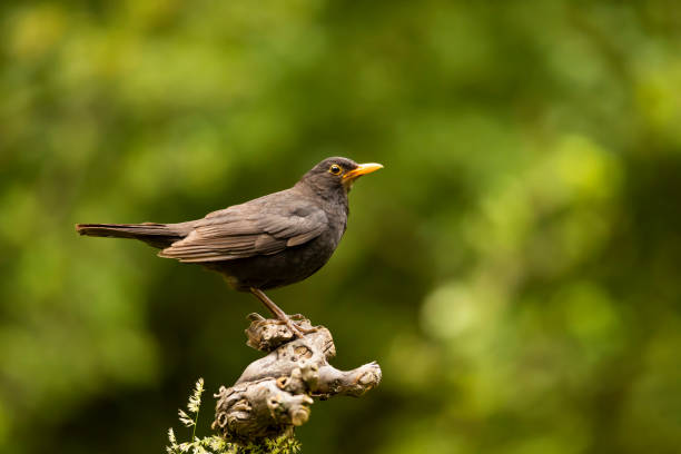 istock Common blackbird (Turdus merula) sit on tree branch, Czech republic. Nature bird habitat 1917646540