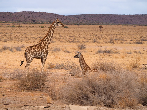 South African giraffe (Giraffa camelopardalis giraffa) in the savannah in !Karas region