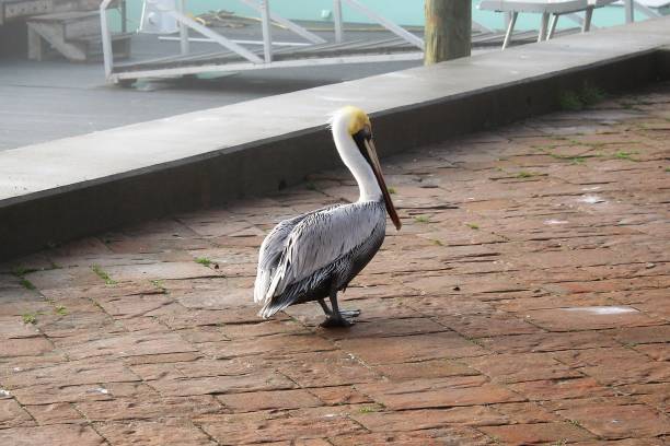 istock Pelican on the walkway 1917648162