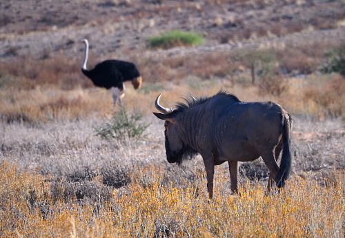 South African ostrich (Struthio camelus australis) and Blue wildebeest (Connochaetes taurinus) in the savannah