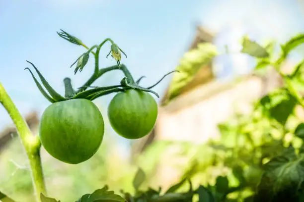 Unripe green tomatoes hang on the branches. Growing fresh, healthy tomatoes, warm sunshine. Home growing vegetables.