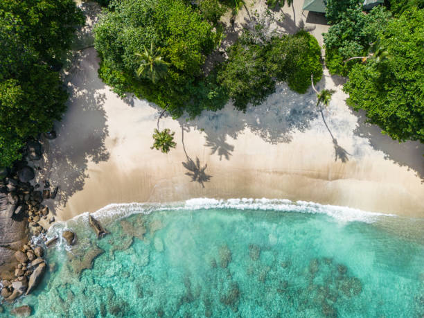 istock Beautiful Nature: a High Angle View of a Tree by the Water in Seychelles 1917659841