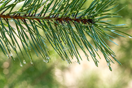 pine branches close-up, spring forest