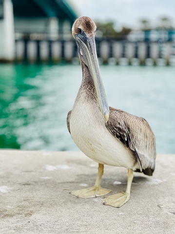 Close up foto van een pelikaan