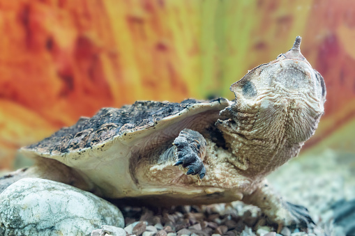 Freshwater matamata fringed turtle Chelus fimbriatus swims in an aquarium.