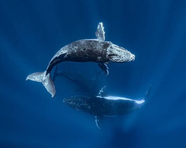 humpback whale - co surfing zdjęcia i obrazy z banku zdjęć