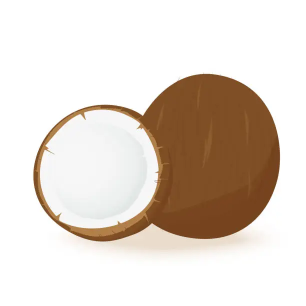 Vector illustration of Coconut cut in half on a white background. Vector illustration