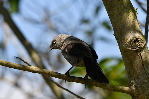 The black-lored babbler or Sharpe's pied-babbler (Turdoides sharpei) is a species of bird in the family Leiothrichidae. It is found in southwestern Kenya, Tanzania, Uganda, Burundi, Rwanda, and the part of the Democratic Republic of the Congo immediately adjacent to the three last-named countries. This bird was formerly considered the same species as Turdoides melanops of southern Africa, now known as the black-faced babbler.