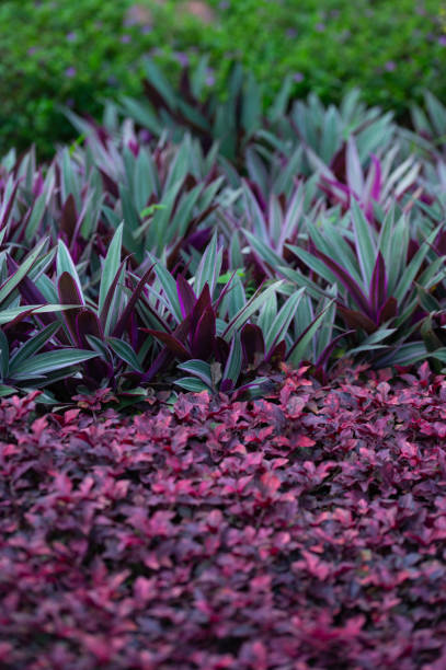 istock Multi Colored Purple and Green Plant Background 1917706838