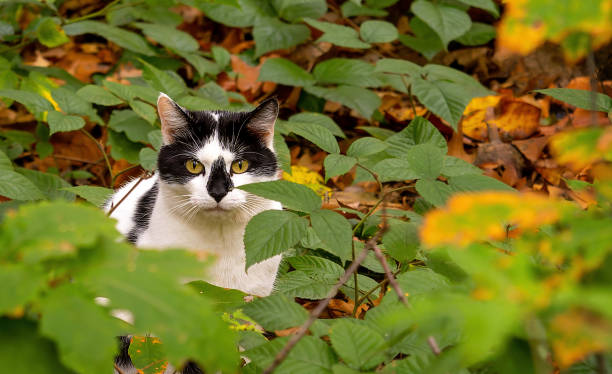 istock black and white cat in autumn leaves 1917711589