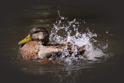 female Mallard duck splashing in water