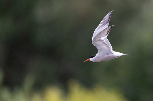 Summer side view close-up of a single adult common tern (Sterna Hirundo) with spread wings upwards flying by over a pond in search for fish against defocussed green trees [in the Netherlands the common tern is on the Red List of Threatened Species]