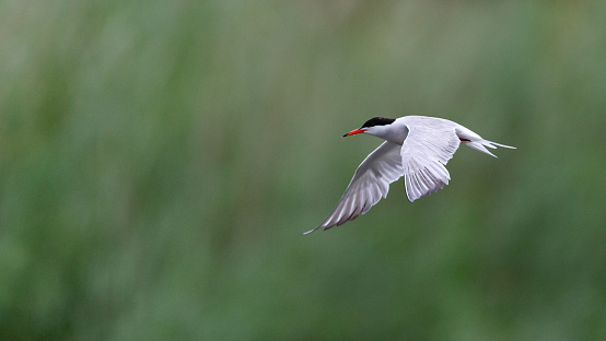 Summer side view close-up of a single adult common tern (Sterna Hirundo) with spread wings downwards flying by over a pond in search for fish against defocussed green trees [in the Netherlands the common tern is on the Red List of Threatened Species]