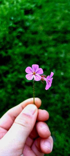 istock A purple flower held by a hand 1917736379