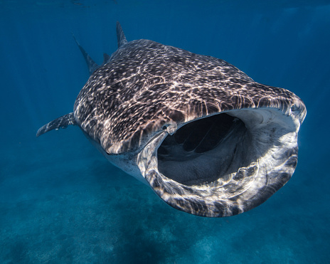 Whale shark in Australia