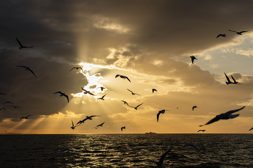 Seagulls are flying on dramatic sky at sunset.