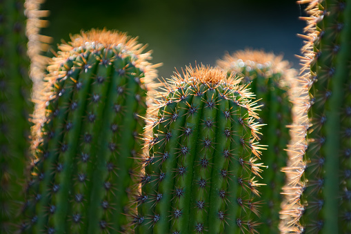 Cactus in spring outdoors on a sunny day, Barcelona, Spain