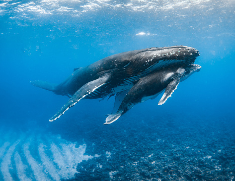 Humpback whales in the Pacific Islands