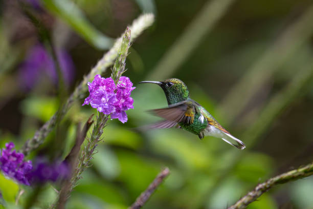 istock Green hummingbird in flight on flower 1917760631