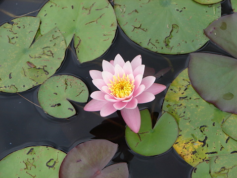 Beautiful pink water lily floating in a cement fountain