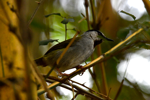The grey-capped warbler (Eminia lepida) is a species of bird in the family Cisticolidae. It is monotypic (only species) in the genus Eminia. The grey-capped warbler is found in Burundi, Democratic Republic of the Congo, Kenya, Rwanda, South Sudan, Tanzania, and Uganda. It is a large, chunky, thin-tailed-warbler with a distinctive grey cap, a black band around its head, and a chestnut throat wrapping its neck. Grey-capped warblers maintain a diet of insects and other invertebrates, including caterpillars, moths, grasshoppers, and mantids.