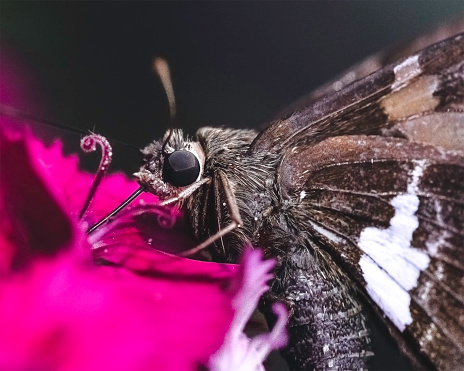 Extreme close up of a Silver Spotted Skipper Butterfly  Epargyreus clarus drinking nectar from a pink dianthus flower. Long Island, New York, USA