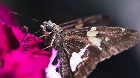 Extreme close up of a Silver Spotted Skipper Butterfly (Epargyreus clarus) using its long tongue to drink nectar from a pink dianthus flower.