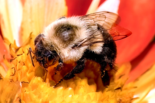 A large furry female Queen Bombus impatiens Bumble Bee pollinating a red and yellow dahlia flower.  Long Island, New York USA
