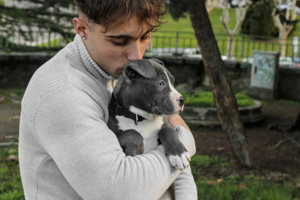 istock Little blue pit bull puppy held in arms 1917805605