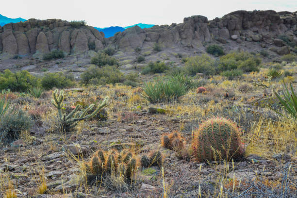 cactus ferocactus y erizo de engelmann (echinocereus engelmannii), cactus de arizona - arizona prickly pear cactus hedgehog cactus cactus fotografías e imágenes de stock