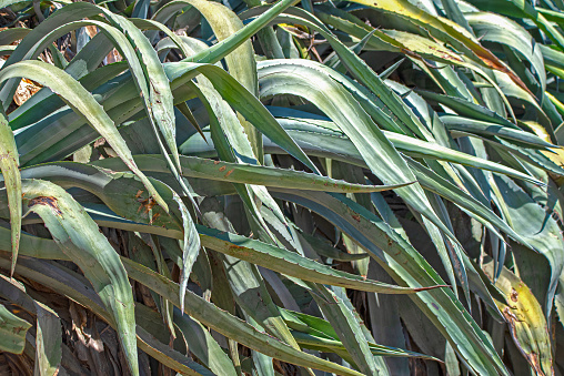 Agave plant green background with thorns