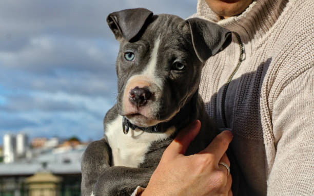 istock Little blue pit bull puppy held in arms 1917808328