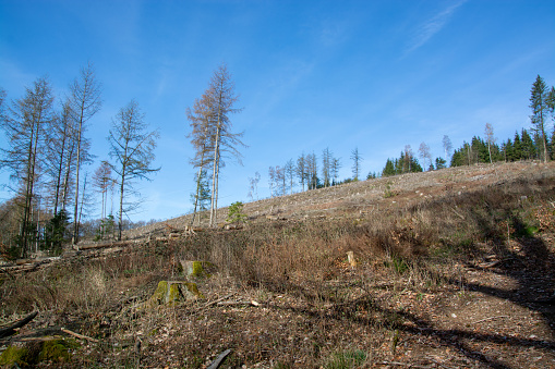 Wood breakage caused by drought and bark beetle in Sauerland, Germany.