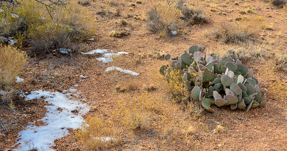 Cacti Opuntia sp. in the snow, cold winter in nature, desert plants survive frost in the snow, Arizona