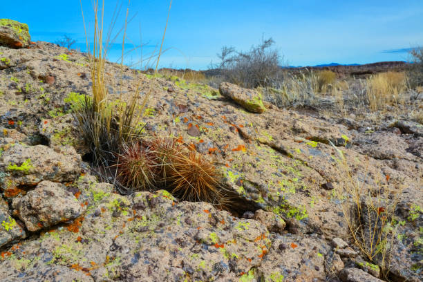 arizona cacti, engelmann's hedgehog cactus (echinocereus engelmannii), usa - arizona prickly pear cactus hedgehog cactus cactus fotografías e imágenes de stock