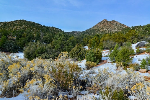 Coniferous forest and various cold-hardy plants and cacti in the mountains in Arizona