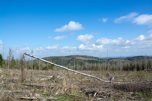 Wood breakage caused by drought and bark beetle in Sauerland, Germany.